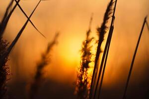 riet bloemen koesteren in de stralend gloed van de avond zon, creëren een spectaculair tapijtwerk van van de natuur vluchtig schoonheid in de rustig schemering lucht foto