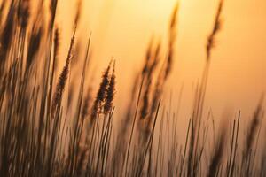 riet bloemen koesteren in de stralend gloed van de avond zon, creëren een spectaculair tapijtwerk van van de natuur vluchtig schoonheid in de rustig schemering lucht foto