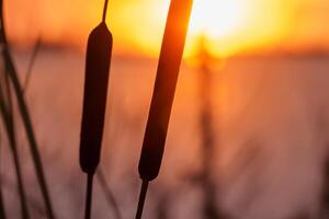 riet bloemen koesteren in de stralend gloed van de avond zon, creëren een spectaculair tapijtwerk van van de natuur vluchtig schoonheid in de rustig schemering lucht foto