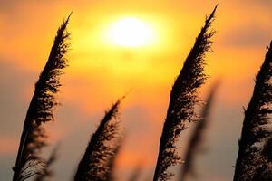 riet bloemen koesteren in de stralend gloed van de avond zon, creëren een spectaculair tapijtwerk van van de natuur vluchtig schoonheid in de rustig schemering lucht foto