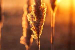 riet bloemen koesteren in de stralend gloed van de avond zon, creëren een spectaculair tapijtwerk van van de natuur vluchtig schoonheid in de rustig schemering lucht foto