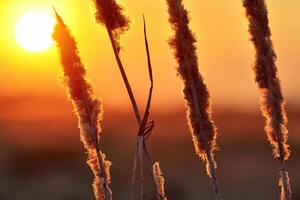 riet bloemen koesteren in de stralend gloed van de avond zon, creëren een spectaculair tapijtwerk van van de natuur vluchtig schoonheid in de rustig schemering lucht foto