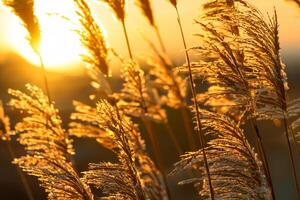 riet bloemen koesteren in de stralend gloed van de avond zon, creëren een spectaculair tapijtwerk van van de natuur vluchtig schoonheid in de rustig schemering lucht foto