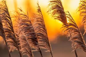 riet bloemen koesteren in de stralend gloed van de avond zon, creëren een spectaculair tapijtwerk van van de natuur vluchtig schoonheid in de rustig schemering lucht foto