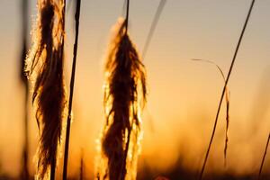 riet bloemen koesteren in de stralend gloed van de avond zon, creëren een spectaculair tapijtwerk van van de natuur vluchtig schoonheid in de rustig schemering lucht foto