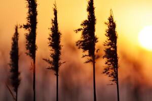 zonsondergang bloeien riet bloemen koesteren in de stralend gloed van de avond zon, creëren een spectaculair tapijtwerk van van de natuur vluchtig schoonheid in de rustig schemering lucht foto