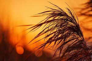 riet bloemen koesteren in de stralend gloed van de avond zon, creëren een spectaculair tapijtwerk van van de natuur vluchtig schoonheid in de rustig schemering lucht foto