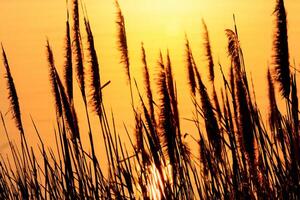 riet bloemen koesteren in de stralend gloed van de avond zon, creëren een spectaculair tapijtwerk van van de natuur vluchtig schoonheid in de rustig schemering lucht foto