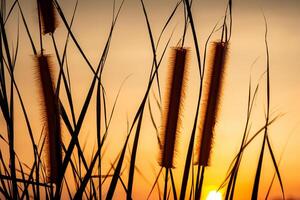 riet bloemen koesteren in de stralend gloed van de avond zon, creëren een spectaculair tapijtwerk van van de natuur vluchtig schoonheid in de rustig schemering lucht foto