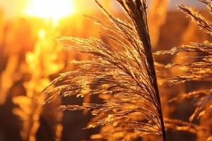 riet bloemen koesteren in de stralend gloed van de avond zon, creëren een spectaculair tapijtwerk van van de natuur vluchtig schoonheid in de rustig schemering lucht foto