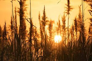 zonsondergang bloeien riet bloemen koesteren in de stralend gloed van de avond zon, creëren een spectaculair tapijtwerk van van de natuur vluchtig schoonheid in de rustig schemering lucht foto