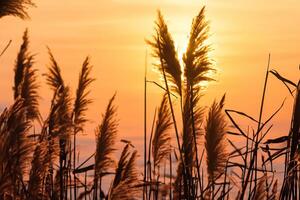 zonsondergang bloeien riet bloemen koesteren in de stralend gloed van de avond zon, creëren een spectaculair tapijtwerk van van de natuur vluchtig schoonheid in de rustig schemering lucht foto