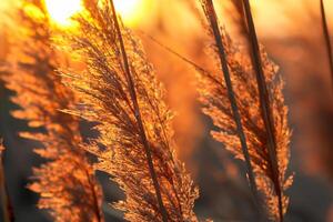 zonsondergang bloeien riet bloemen koesteren in de stralend gloed van de avond zon, creëren een spectaculair tapijtwerk van van de natuur vluchtig schoonheid in de rustig schemering lucht foto