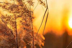 riet bloemen koesteren in de stralend gloed van de avond zon, creëren een spectaculair tapijtwerk van van de natuur vluchtig schoonheid in de rustig schemering lucht foto