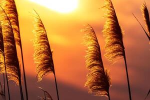 zonsondergang bloeien riet bloemen koesteren in de stralend gloed van de avond zon, creëren een spectaculair tapijtwerk van van de natuur vluchtig schoonheid in de rustig schemering lucht foto