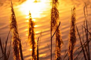 riet bloemen koesteren in de stralend gloed van de avond zon, creëren een spectaculair tapijtwerk van van de natuur vluchtig schoonheid in de rustig schemering lucht foto