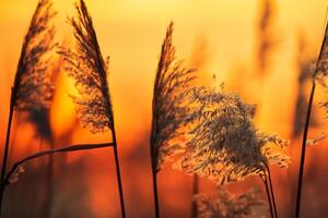 riet bloemen koesteren in de stralend gloed van de avond zon, creëren een spectaculair tapijtwerk van van de natuur vluchtig schoonheid in de rustig schemering lucht foto