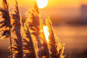 riet bloemen koesteren in de stralend gloed van de avond zon, creëren een spectaculair tapijtwerk van van de natuur vluchtig schoonheid in de rustig schemering lucht foto