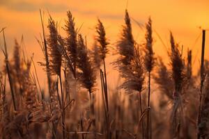 riet bloemen koesteren in de stralend gloed van de avond zon, creëren een spectaculair tapijtwerk van van de natuur vluchtig schoonheid in de rustig schemering lucht foto