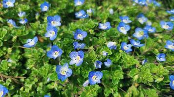 blauw bloemen Aan weide, lente, bloesem foto