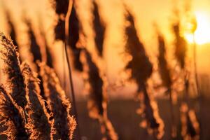 zonsondergang bloeien riet bloemen koesteren in de stralend gloed van de avond zon, creëren een spectaculair tapijtwerk van van de natuur vluchtig schoonheid in de rustig schemering lucht foto