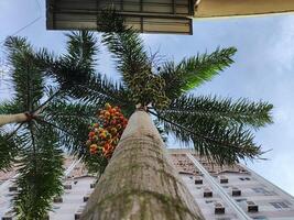 laag hoek visie van palm planten staand hoog tegen blauw lucht foto