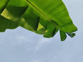 groen banaan blad met water laten vallen Aan blauw lucht achtergrond foto