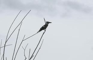 zwart en wit ijsvogel foto