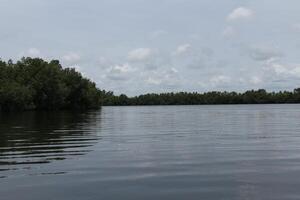 lagune met mangrove bomen in Benin foto