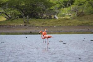 meer Aan Curacao met flamingo's foto