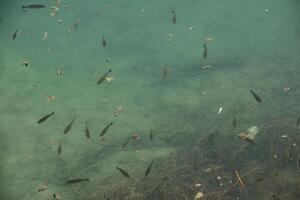 vis in de water levering in Malaga, Spanje foto