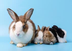 aanbiddelijk moeder met drie baby konijnen zittend samen Aan blauw achtergrond foto