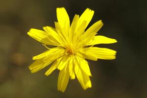 paardebloem een geel bloem foto