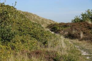 duinen en heide in de Nederland foto