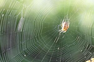 een spin in een spinnenweb foto