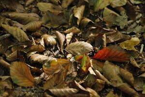 bladeren in herfst kleuren foto