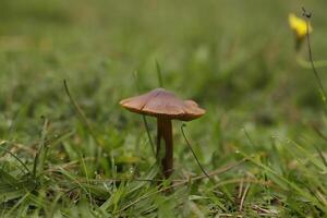 vermiljoen waskap weinig paddestoel in de gras foto