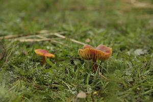 vermiljoen waskap weinig paddestoel in de gras foto