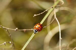 dame beestje, altijd gezien net zo schattig weinig insecten foto