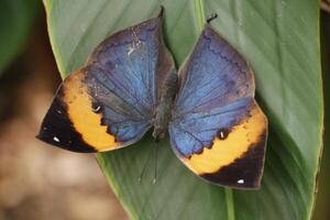 Indisch bladvleugel vlinder heeft een vermomming van een blad foto