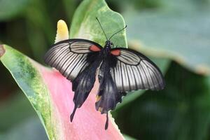 scharlaken mormon vlinder foto