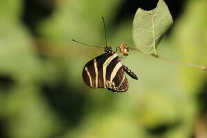 zebra longwing vlinder foto