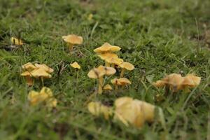 schurftig bedrieger paddestoel foto