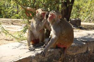 een sociaal evenement tussen twee apen foto