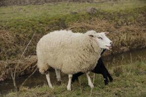 schapen met lam foto