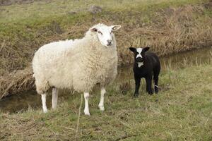 schapen met lam foto