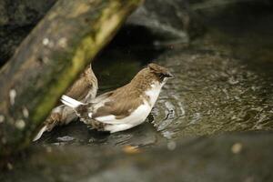 mus is een beroemd tuin vogel foto