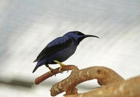 honing zuignap vogel foto