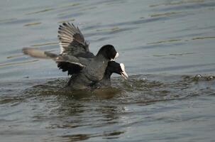 Euraziatisch meerkoeten vechten in de water foto