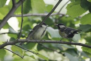 Super goed tit ouder feeds baby vogel foto